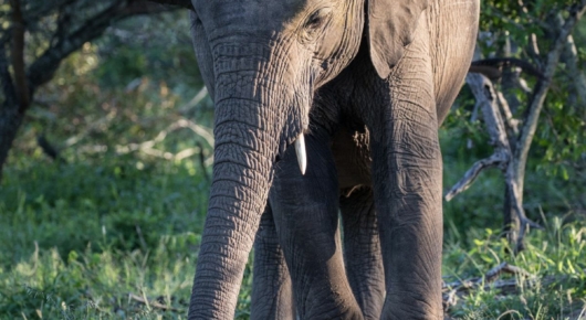 Phinda and Londolozi