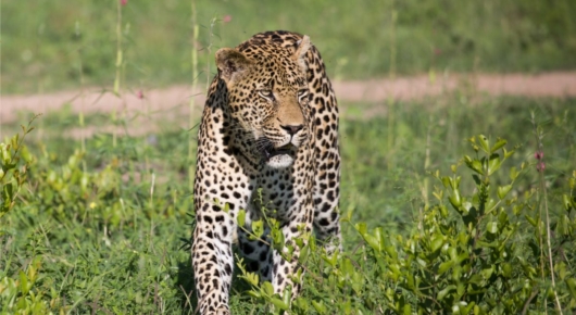 Phinda and Londolozi