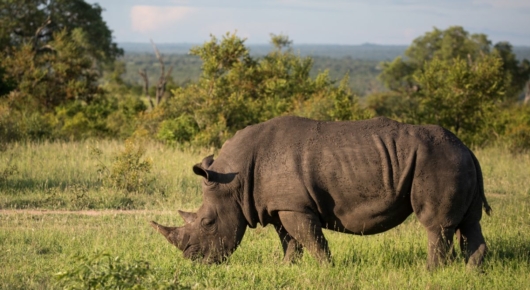 Phinda and Londolozi