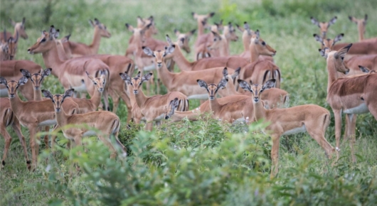 Phinda and Londolozi