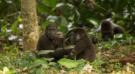 Congo and CAR