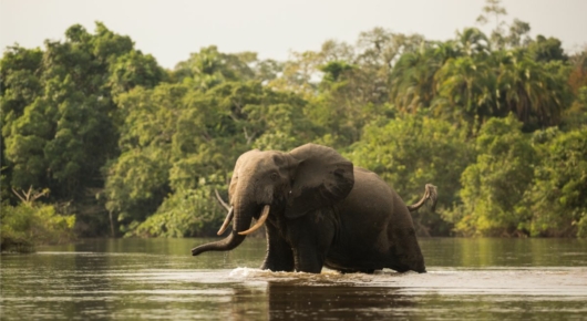 Congo and CAR
