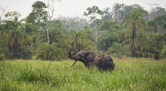 Congo and CAR