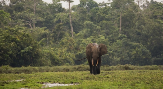 Congo and CAR