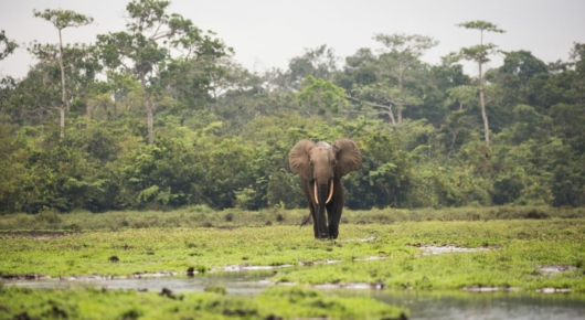 Congo and CAR