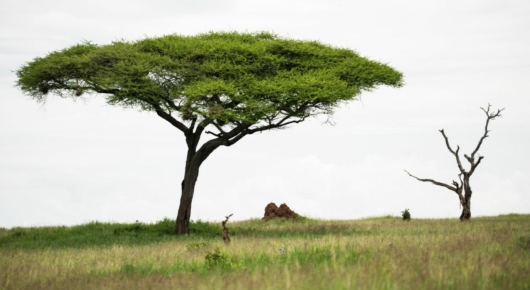 Lake Manyara and Southern Serengeti