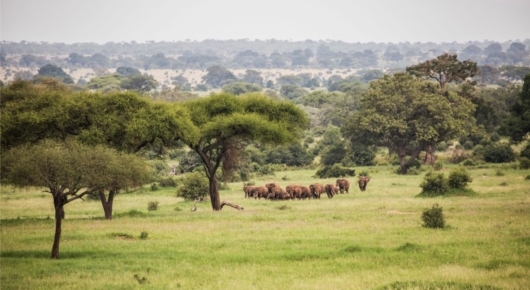 Lake Manyara and Southern Serengeti