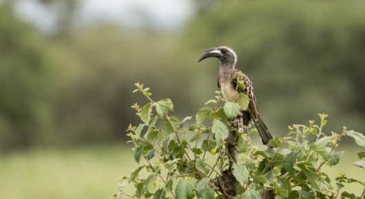 Lake Manyara and Southern Serengeti