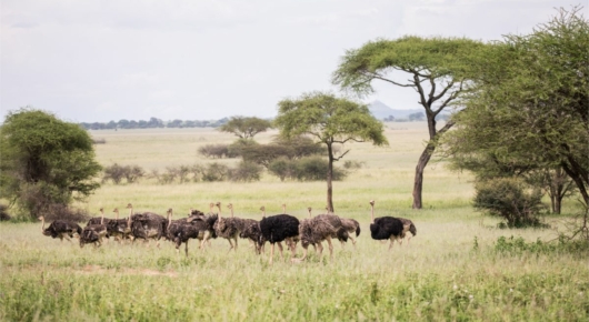 Lake Manyara and Southern Serengeti
