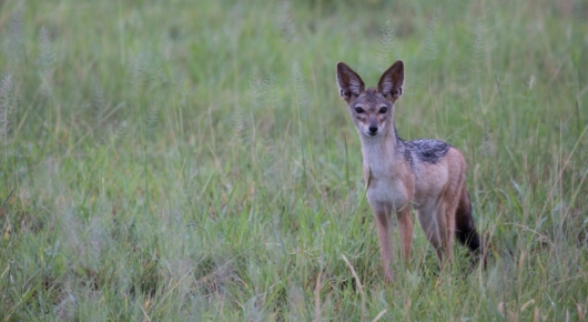 Lake Manyara and Southern Serengeti