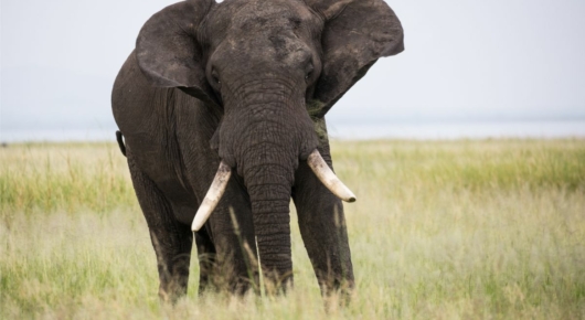 Lake Manyara and Southern Serengeti