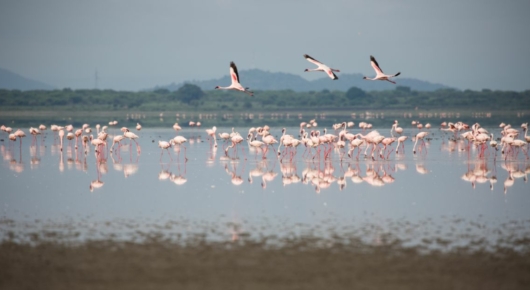 Lake Manyara and Southern Serengeti