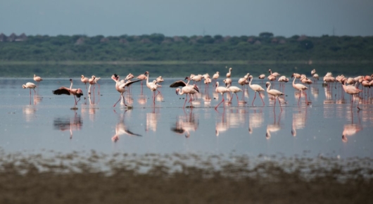 Lake Manyara and Southern Serengeti