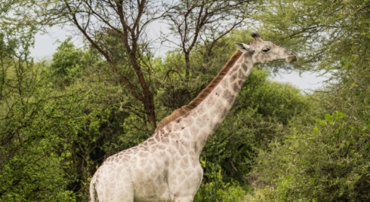 Lake Manyara and Southern Serengeti