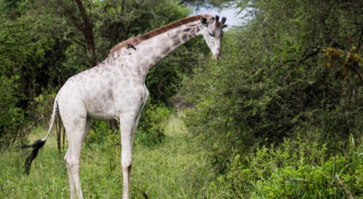 Lake Manyara and Southern Serengeti