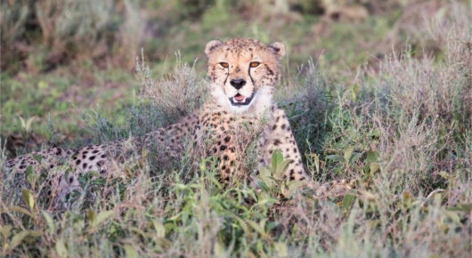 Lake Manyara and Southern Serengeti
