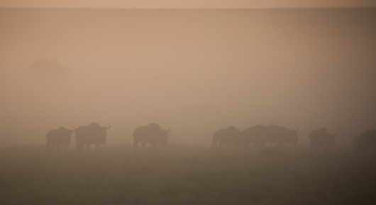 Lake Manyara and Southern Serengeti
