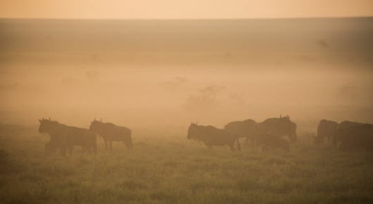 Lake Manyara and Southern Serengeti
