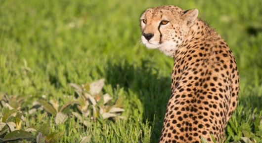 Lake Manyara and Southern Serengeti