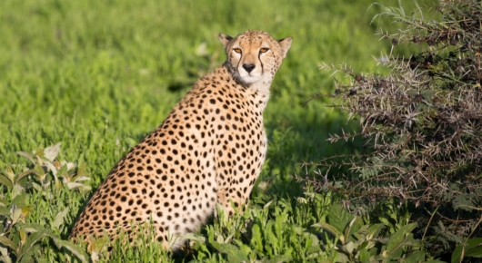 Lake Manyara and Southern Serengeti