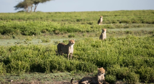 Lake Manyara and Southern Serengeti