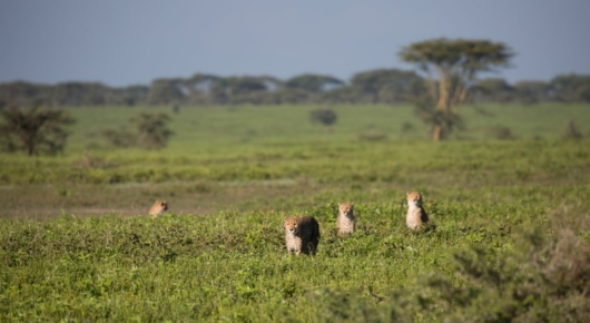 Lake Manyara and Southern Serengeti