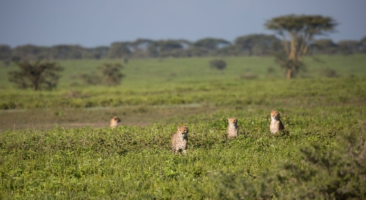 Lake Manyara and Southern Serengeti