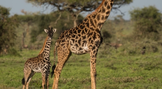 Lake Manyara and Southern Serengeti