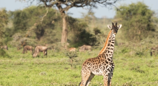 Lake Manyara and Southern Serengeti
