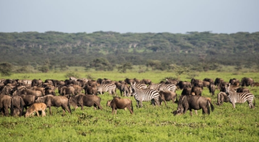 Lake Manyara and Southern Serengeti