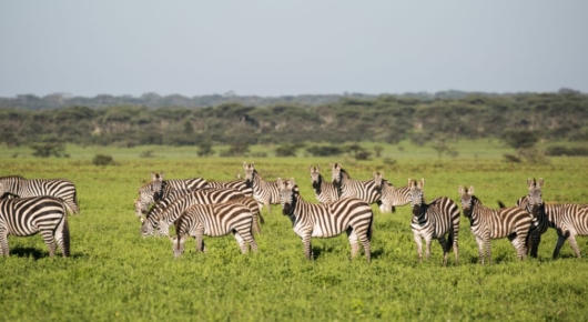 Lake Manyara and Southern Serengeti