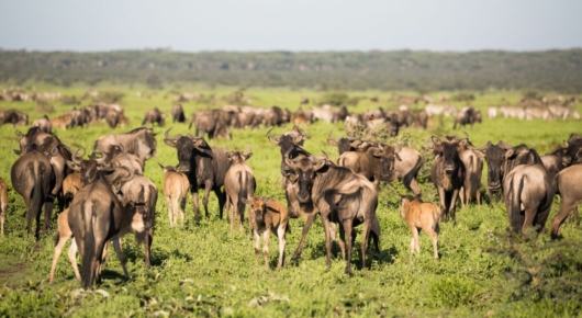 Lake Manyara and Southern Serengeti