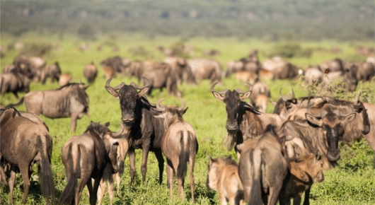 Lake Manyara and Southern Serengeti