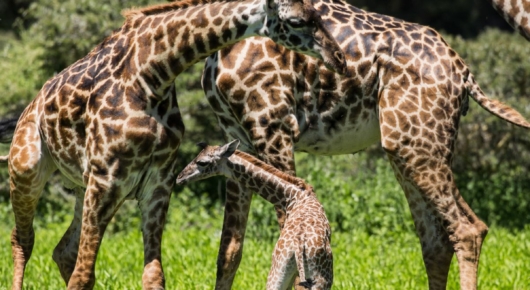 Lake Manyara and Southern Serengeti