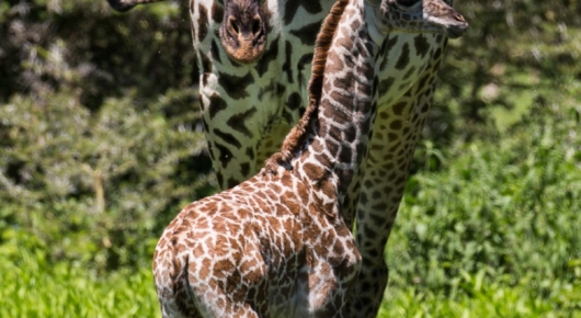 Lake Manyara and Southern Serengeti