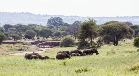 Tanzania and Kenya