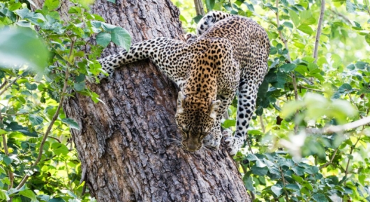 Tanzania and Kenya