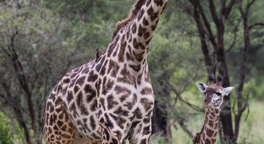 Tanzania and Kenya