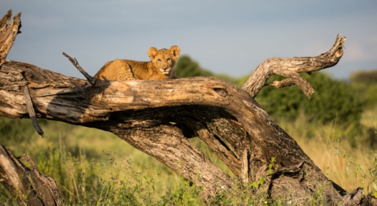 Tanzania and Kenya