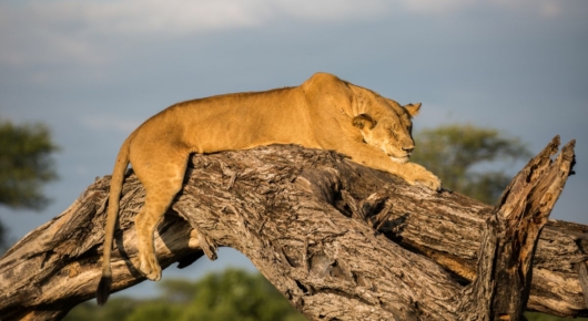 Tanzania and Kenya
