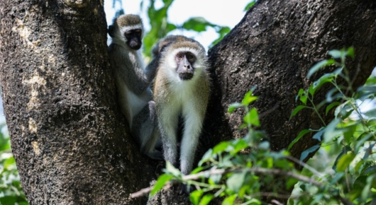 Tanzania and Kenya