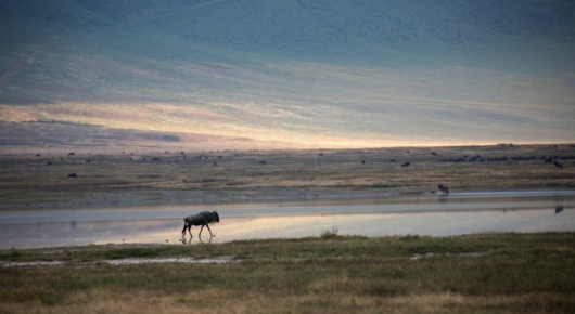 Tanzania and Kenya