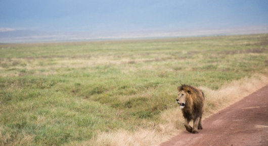 Tanzania and Kenya