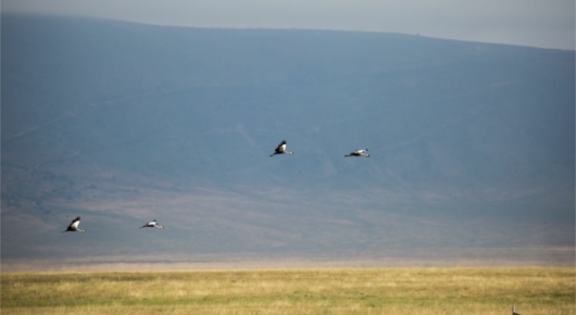 Tanzania and Kenya