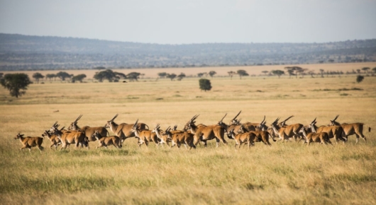 Tanzania and Kenya