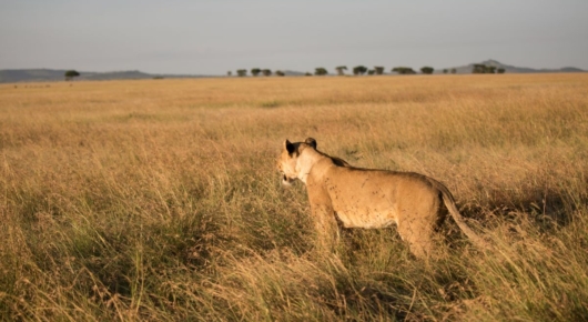Tanzania and Kenya