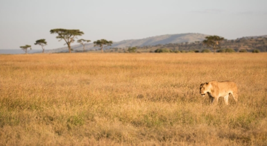 Tanzania and Kenya
