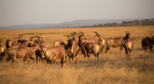 Tanzania and Kenya