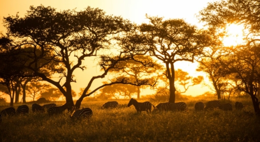 Tanzania and Kenya