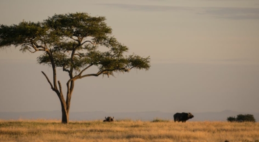 Tanzania and Kenya